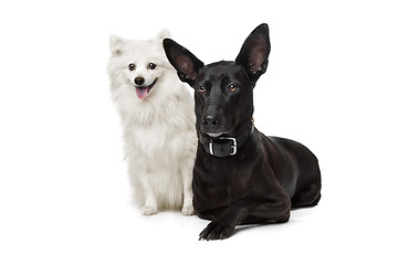 Image showing Keeshond (Dutch Barge Dog) and a black Shepherd