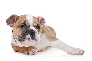 Image showing English bulldog puppy