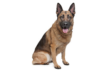 Image showing German Shepherd