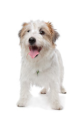 Image showing Jack Russel Terrier