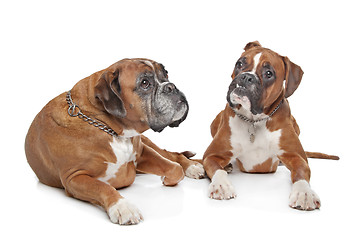 Image showing Two plain fawn Boxer dogs