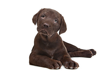 Image showing Chocolate Labrador puppy