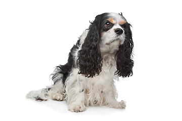 Image showing Cavalier King Charles Spaniel