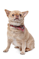 Image showing short haired fat chihuahua