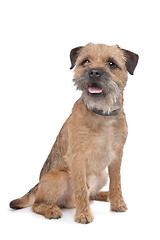 Image showing Border Terrier