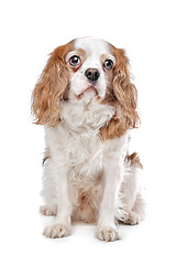 Image showing Cavalier King Charles Spaniel