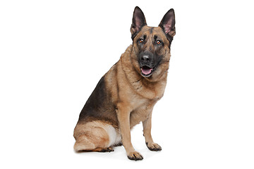 Image showing German Shepherd