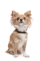 Image showing mixed breed Chihuahua