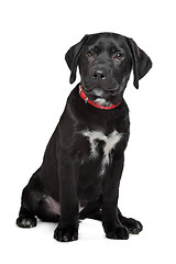 Image showing Black Labrador puppy