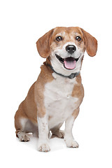 Image showing Beagle