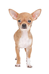 Image showing Miniature Chihuahua