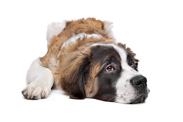 Image showing St Bernard puppy