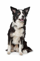 Image showing Border Collie