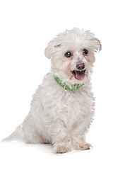 Image showing mixed breed boomer dog