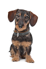 Image showing wire haired miniature Dachshund