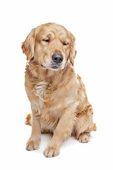 Image showing Golden Retriever