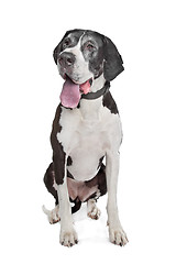 Image showing great dane