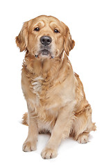 Image showing Golden Retriever