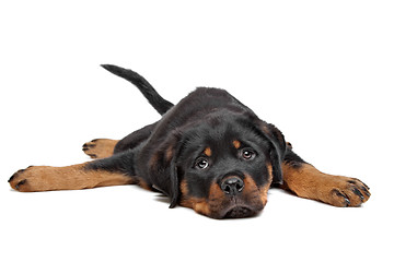 Image showing rottweiler puppy