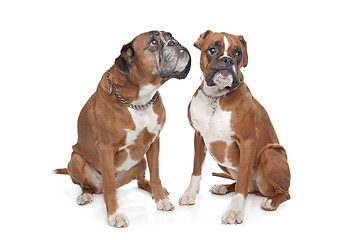 Image showing Two plain fawn Boxer dogs