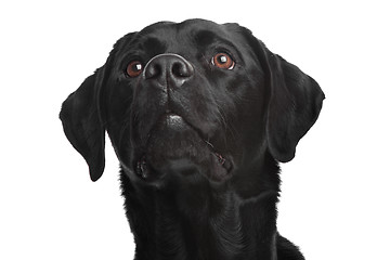 Image showing Black Labrador