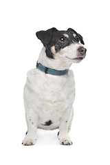 Image showing Jack Russel Terrier