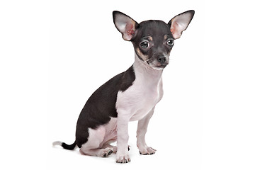 Image showing short haired chihuahua puppy