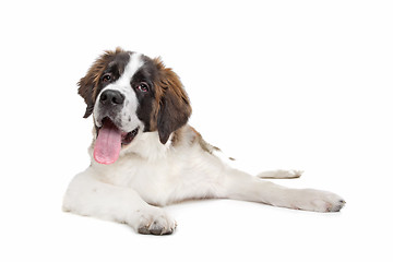 Image showing St Bernard puppy