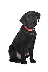 Image showing Black Labrador puppy