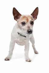 Image showing Jack Russel Terrier