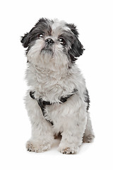 Image showing Shih Tzu