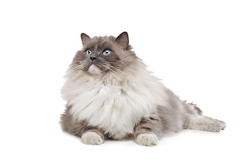 Image showing Ragdoll cat