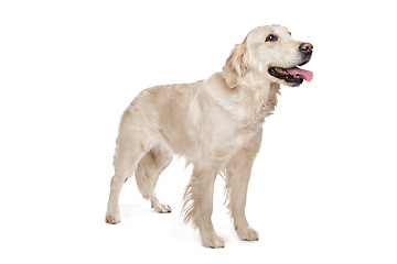 Image showing golden Retriever