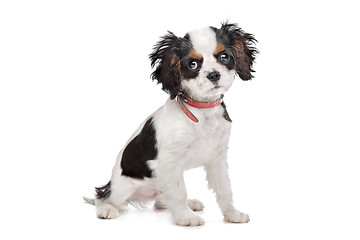 Image showing Cavalier King Charles Spaniel