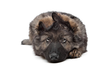 Image showing Shepherd puppy