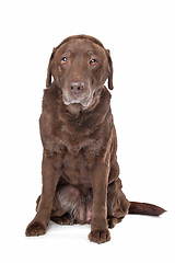 Image showing Old sad chocolate Labrador