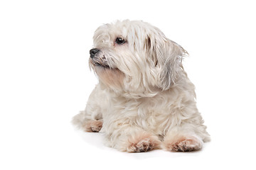 Image showing mixed breed boomer dog