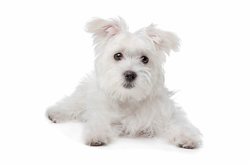 Image showing mix Maltese dog