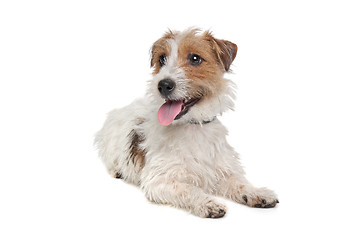 Image showing Jack Russel Terrier