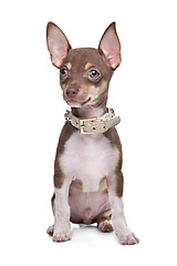 Image showing short haired chihuahua puppy