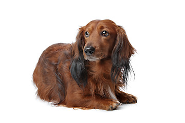 Image showing Dachshund