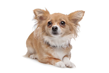 Image showing mixed breed Chihuahua