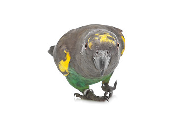 Image showing Meyer Parrot