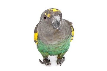 Image showing Meyer Parrot