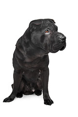 Image showing Black shar-Pei