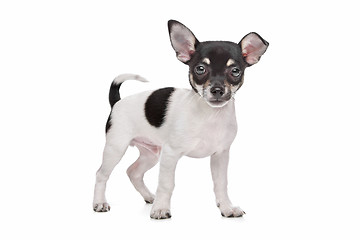 Image showing short haired chihuahua puppy