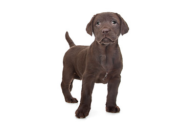 Image showing Chocolate Labrador puppy