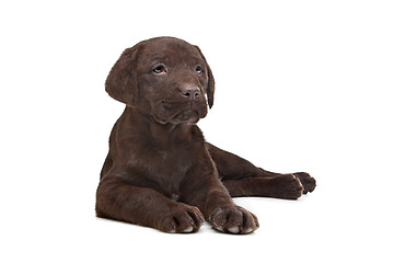 Image showing Chocolate Labrador puppy