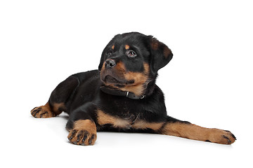 Image showing rottweiler puppy