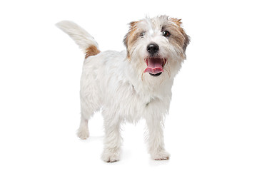 Image showing Jack Russel Terrier